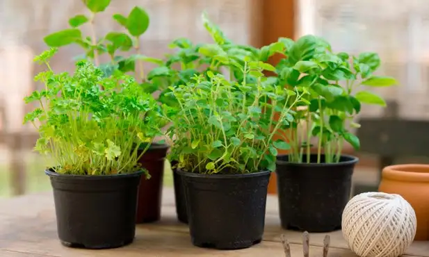 Horta em casa - Como cultivar dentro de seu apartamento